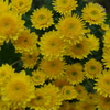 庭に咲いた菊