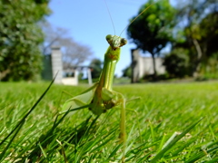 カマキリ