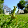 カマキリ