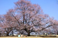 薄墨桜