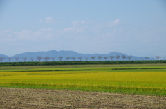 風景