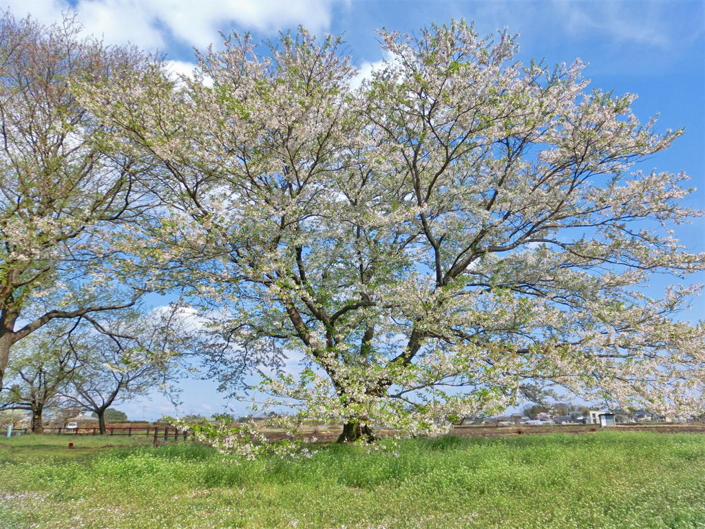 薄墨桜