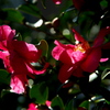 光と花