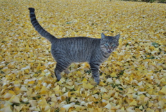 落ち葉と猫