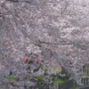 桜に押しつぶされそう