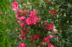 山茶花jpg