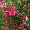 山茶花jpg