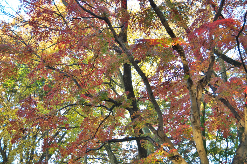 紅葉