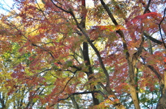 紅葉