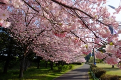 思川桜
