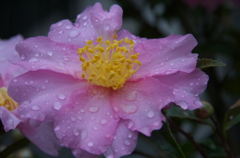 雨と山茶花