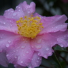 雨と山茶花