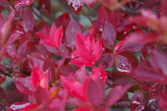 ドウダンツツジ　紅葉