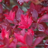 ドウダンツツジ　紅葉