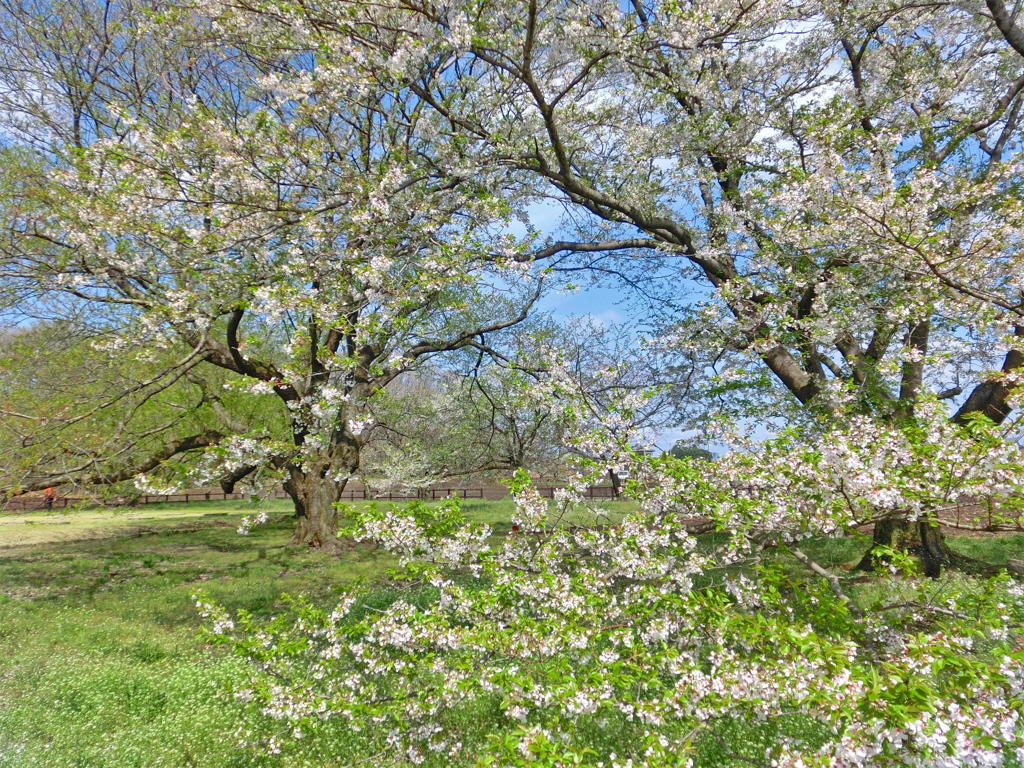 薄墨桜