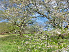 薄墨桜