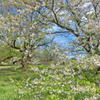 薄墨桜