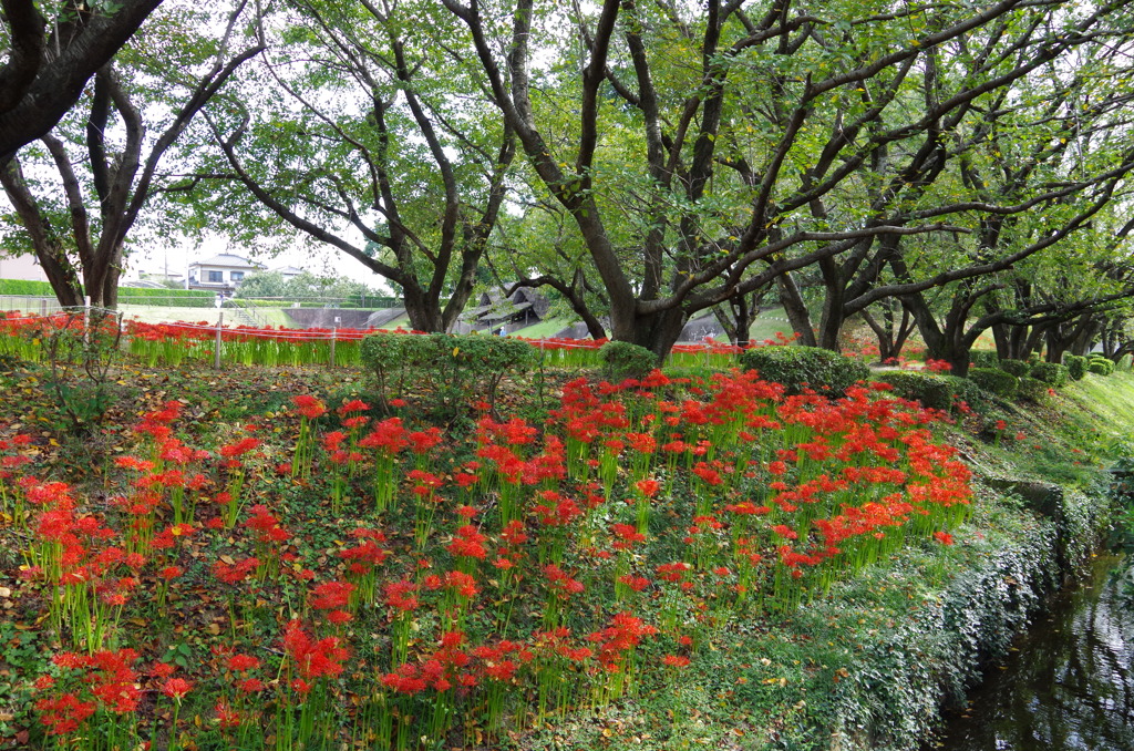 曼珠沙華