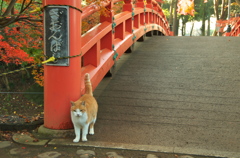 番猫？
