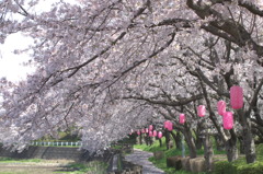 桜まつりの提灯と