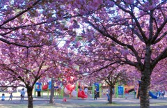 桜の下で遊ぶ子供達