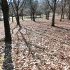 冬の公園と落ち葉