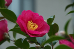 華やか