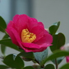 華やか