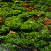 栗林公園　清流