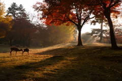 奈良の紅葉と鹿