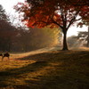奈良の紅葉と鹿