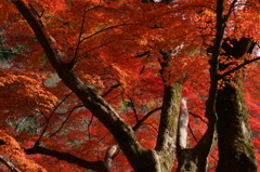  朝護孫子寺_1