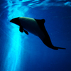 鳥羽水族館_01