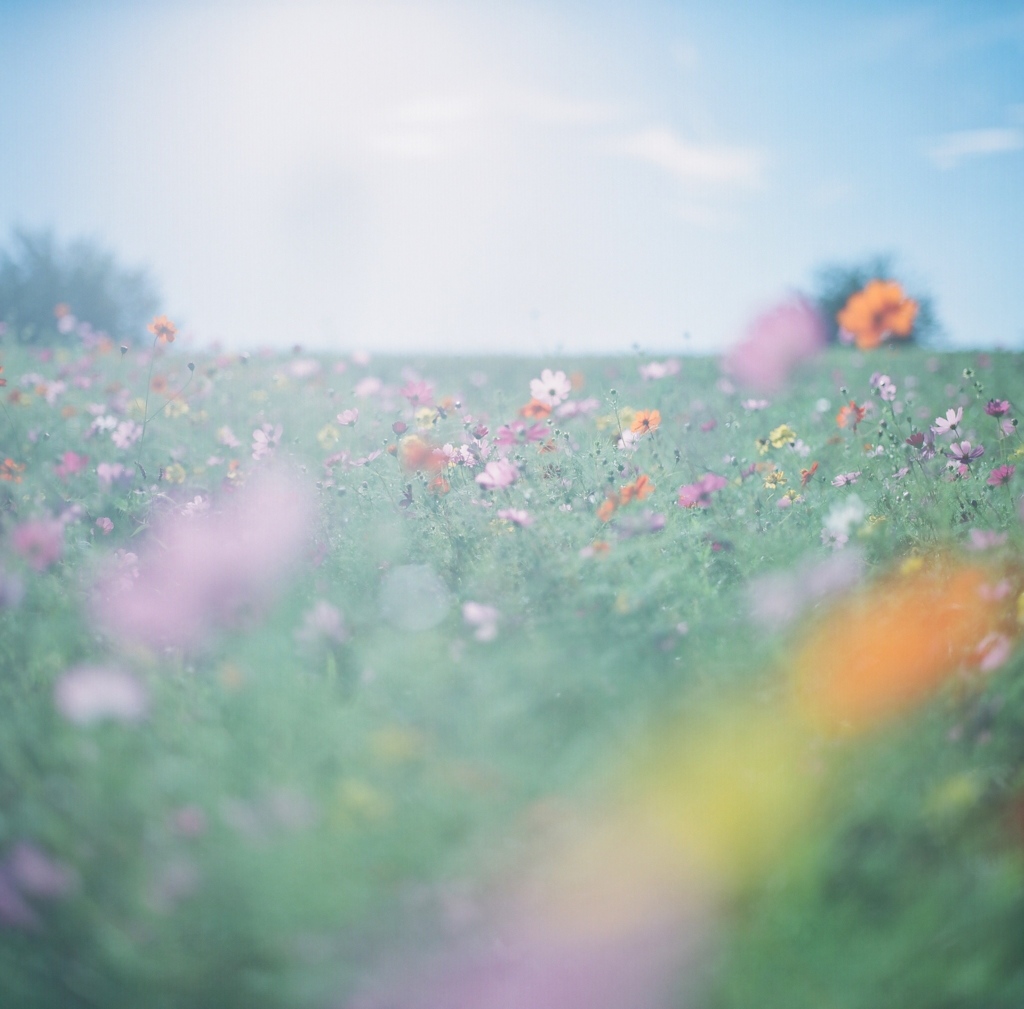 cosmos rainbow