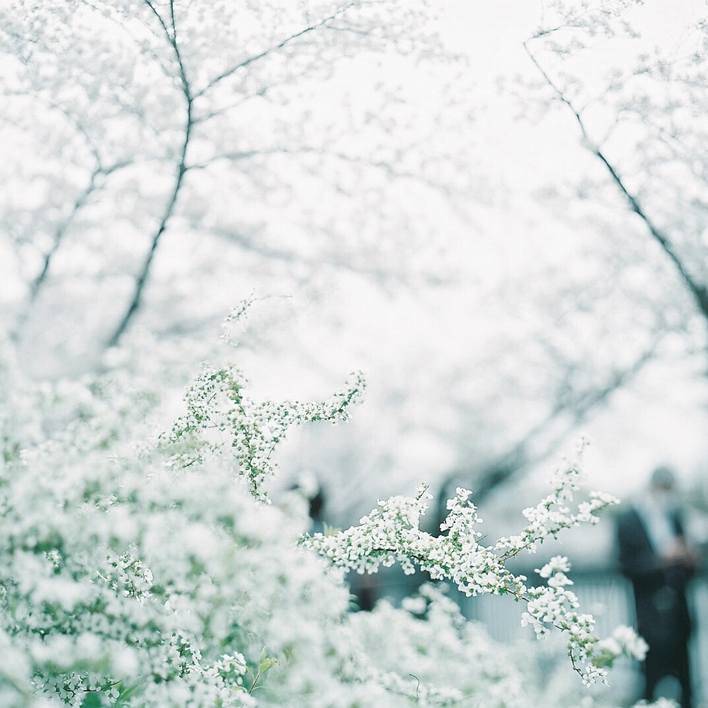 春の雪