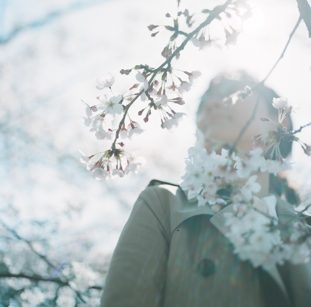 桜を見上げて