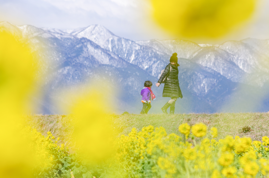 冠雪と菜の花