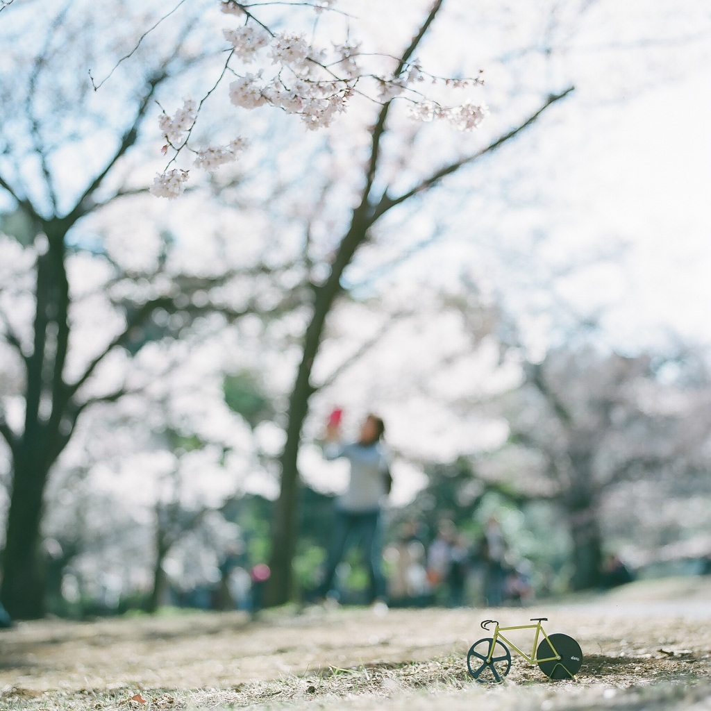 お花見