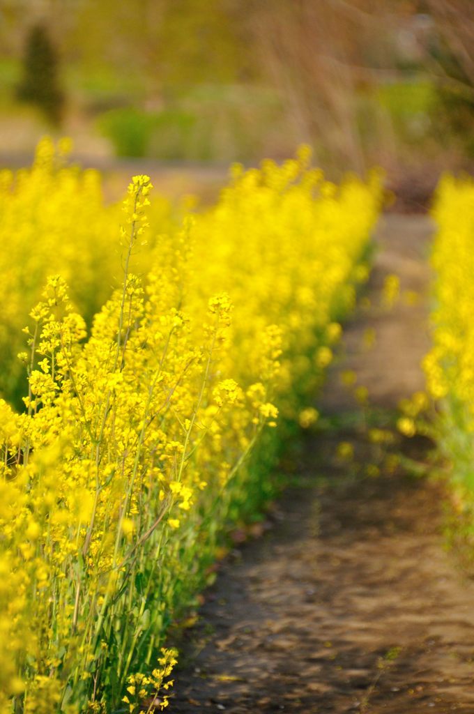 2014春｜菜の花