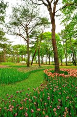 国営ひたち海浜公園｜チューリップ　