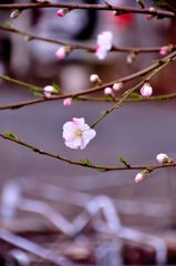 2014春｜近所の桜