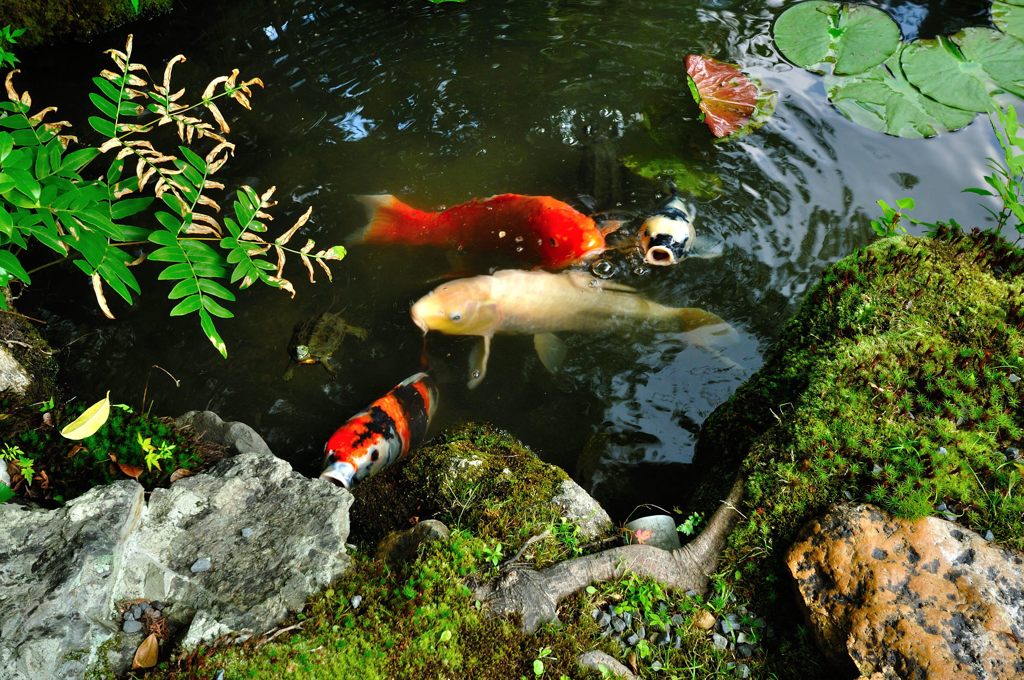 京都2014夏｜南禅寺塔頭金地院