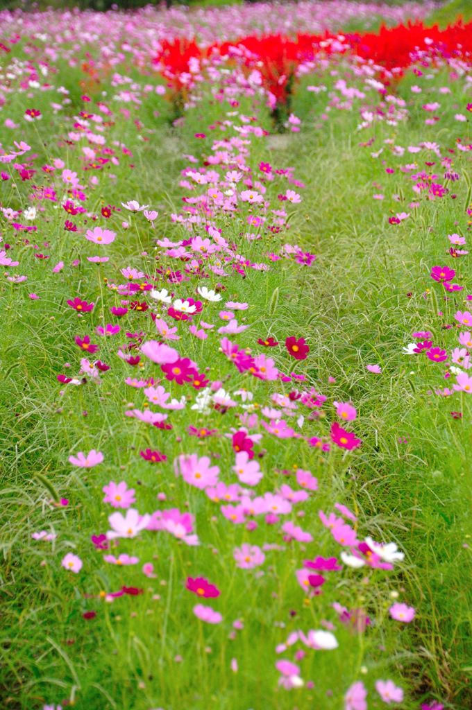 花の丘コスモス