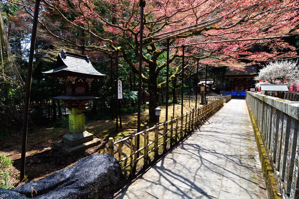 富士吉田｜北口本宮冨士浅間神社　七色もみじ