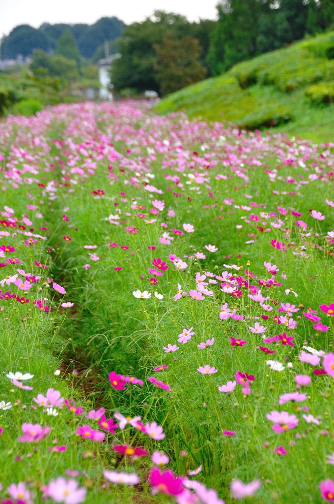 花の丘コスモス