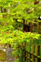 妙心寺塔頭　大法院　