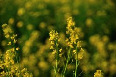 大宮花の丘公園