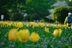 大宮花の丘公園　チューリップ