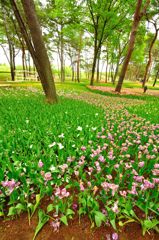 国営ひたち海浜公園｜チューリップ　