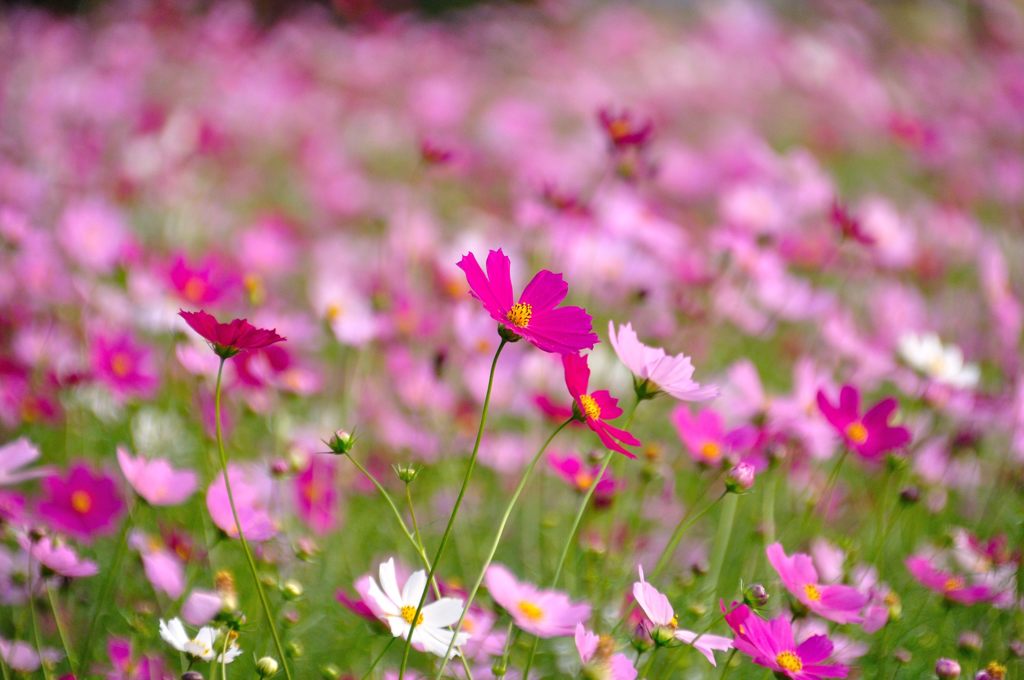 花の丘コスモス